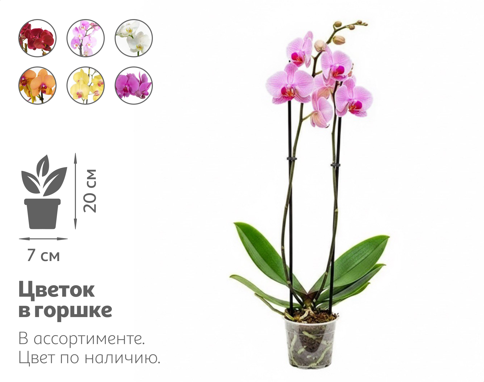 Изображение товара Фаленопсис Арома: нежная орхидея 2 стебля, горшок D7, аромат