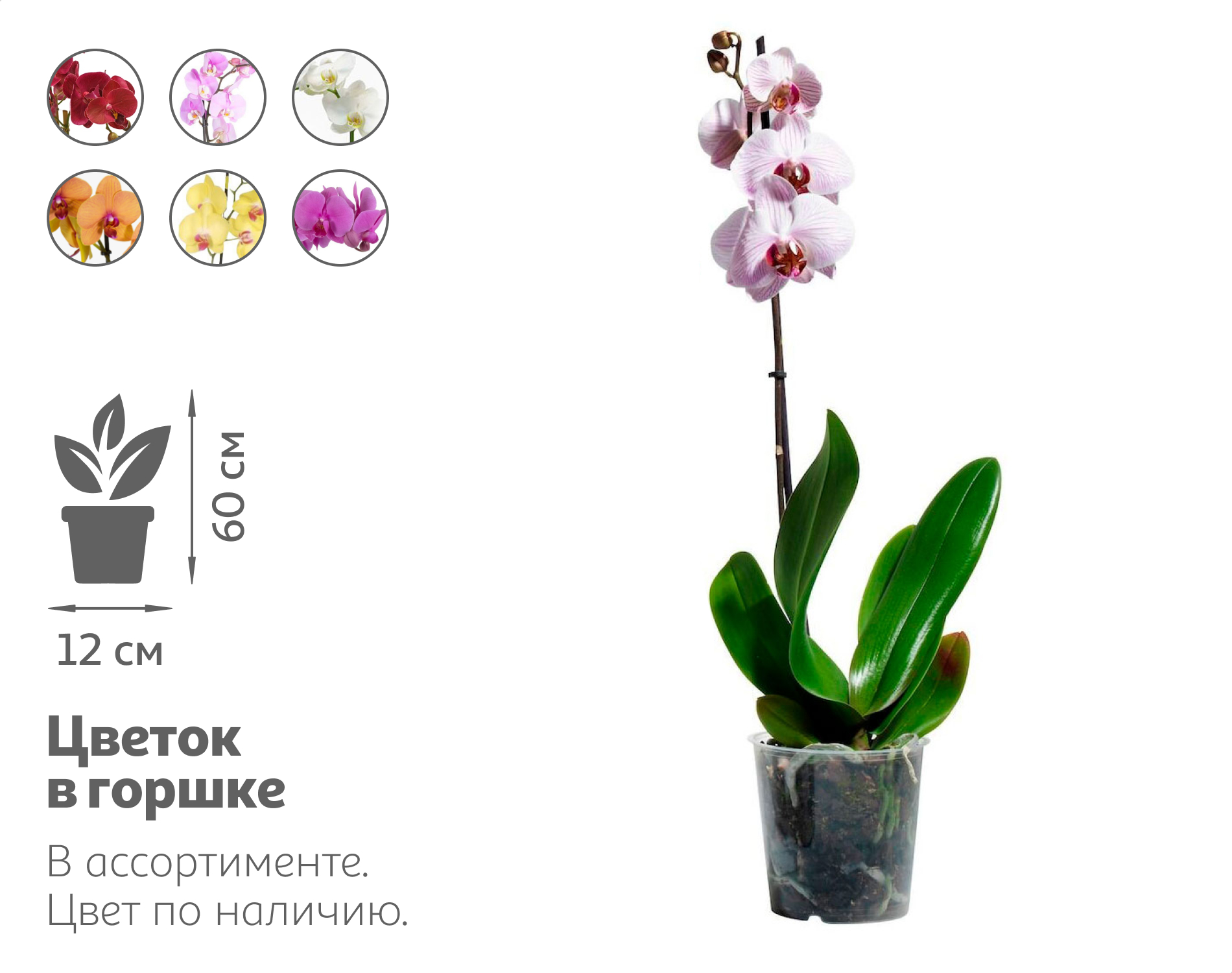 

Живое растение Орхидея Фаленопсис 1 стебель в ассортименте в горшке d 12 h 60 см, 1 шт