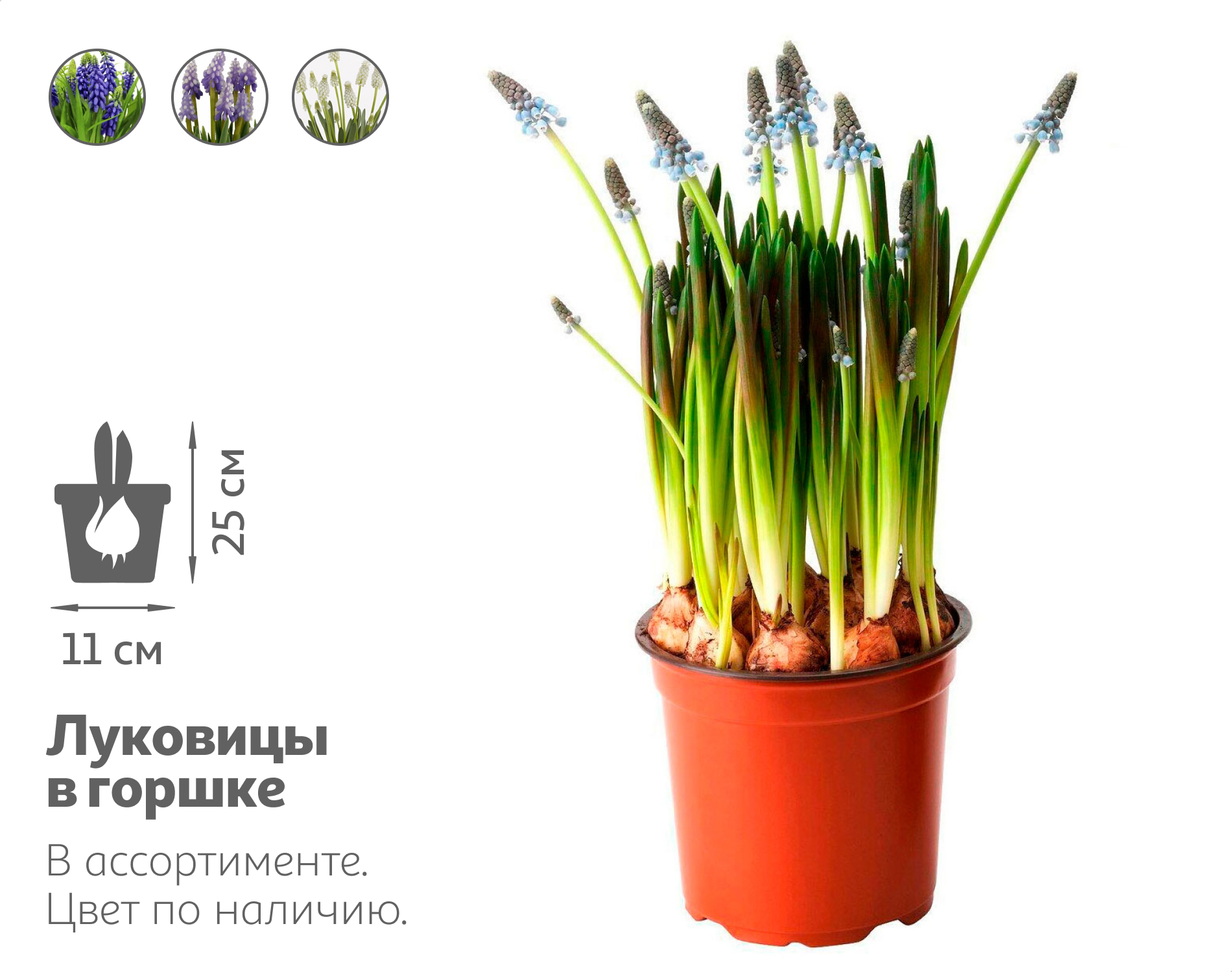 

Мускари в горшке, d 11 h 25 см