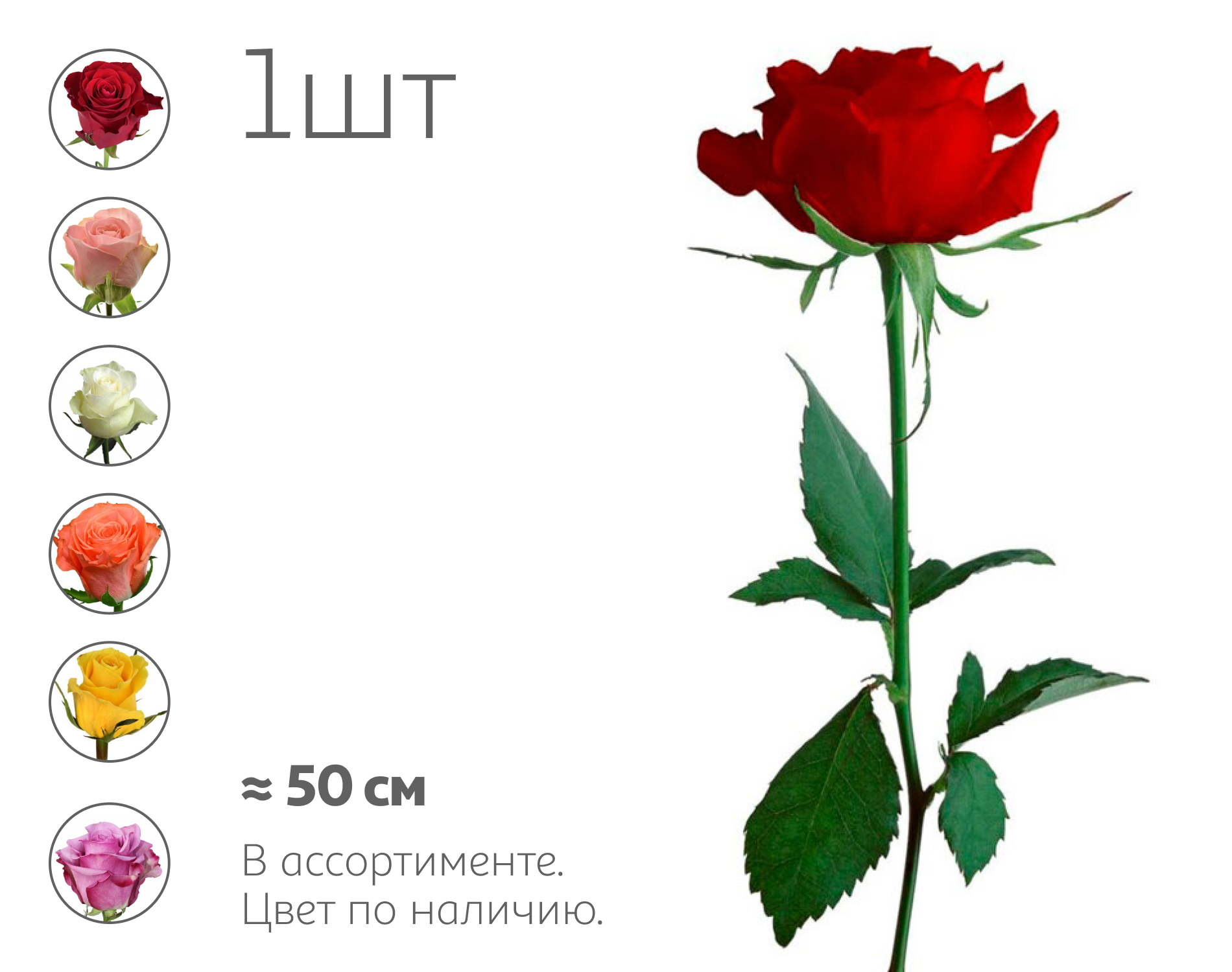 

Роза живая срезанная Штучка для букета в ассортименте h 50 см, 1 шт