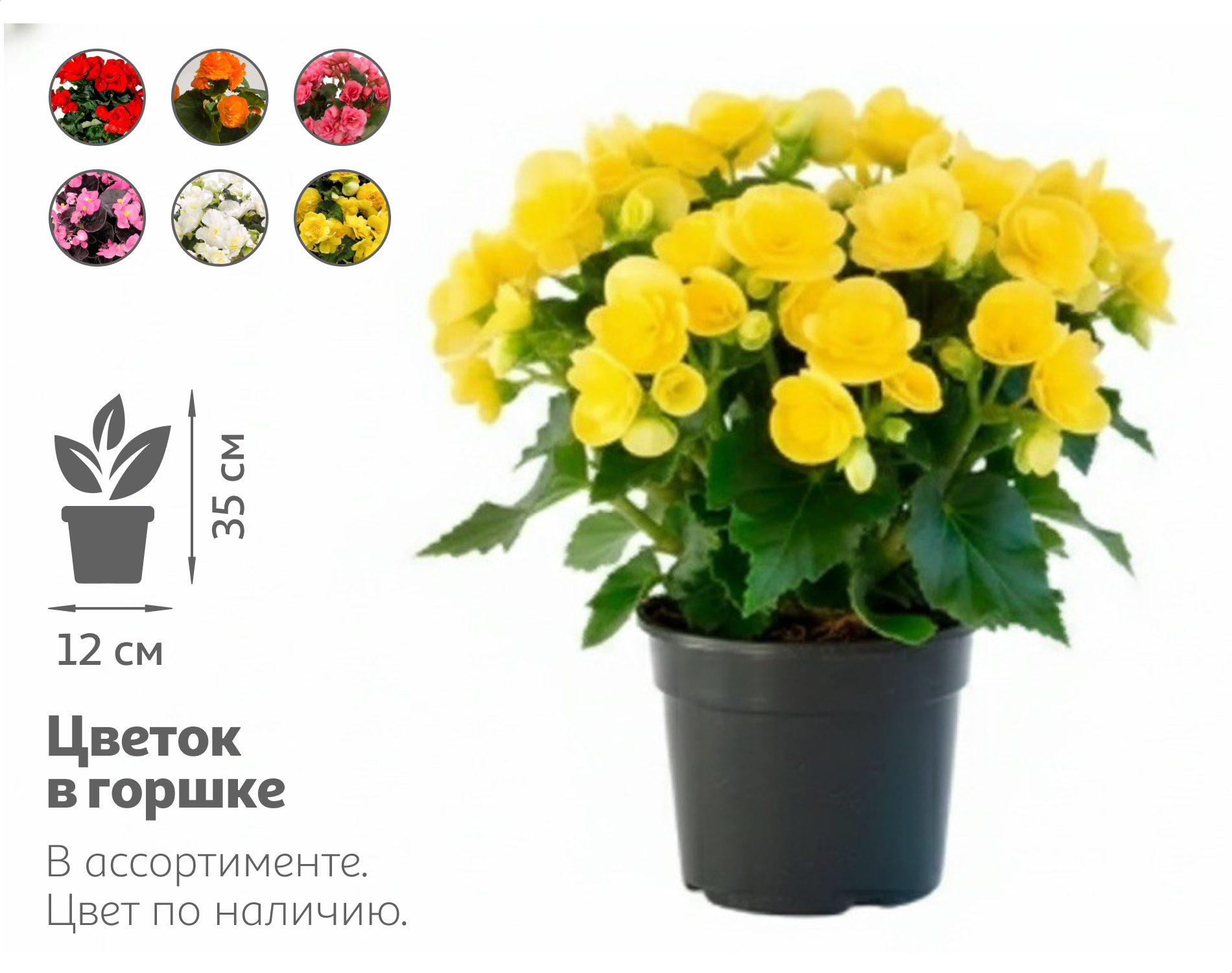 

Живое растение Бегония Элатиор в ассортименте в горшке d 12 h 35 см, 1 шт