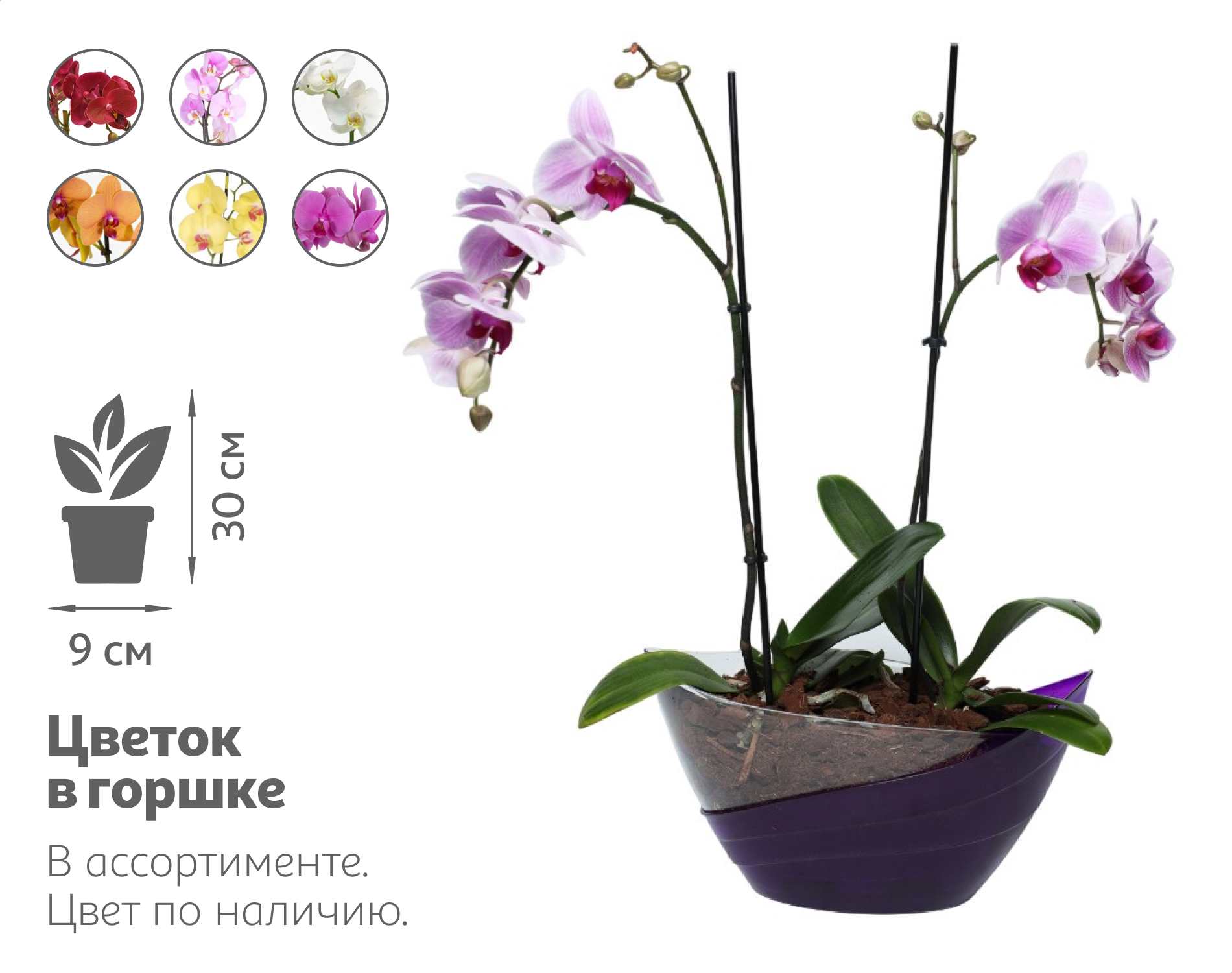 

Живое растение Орхидея Фаленопсис 2 стебля в ассортименте в кашпо d 20 h 50 см, 1 шт