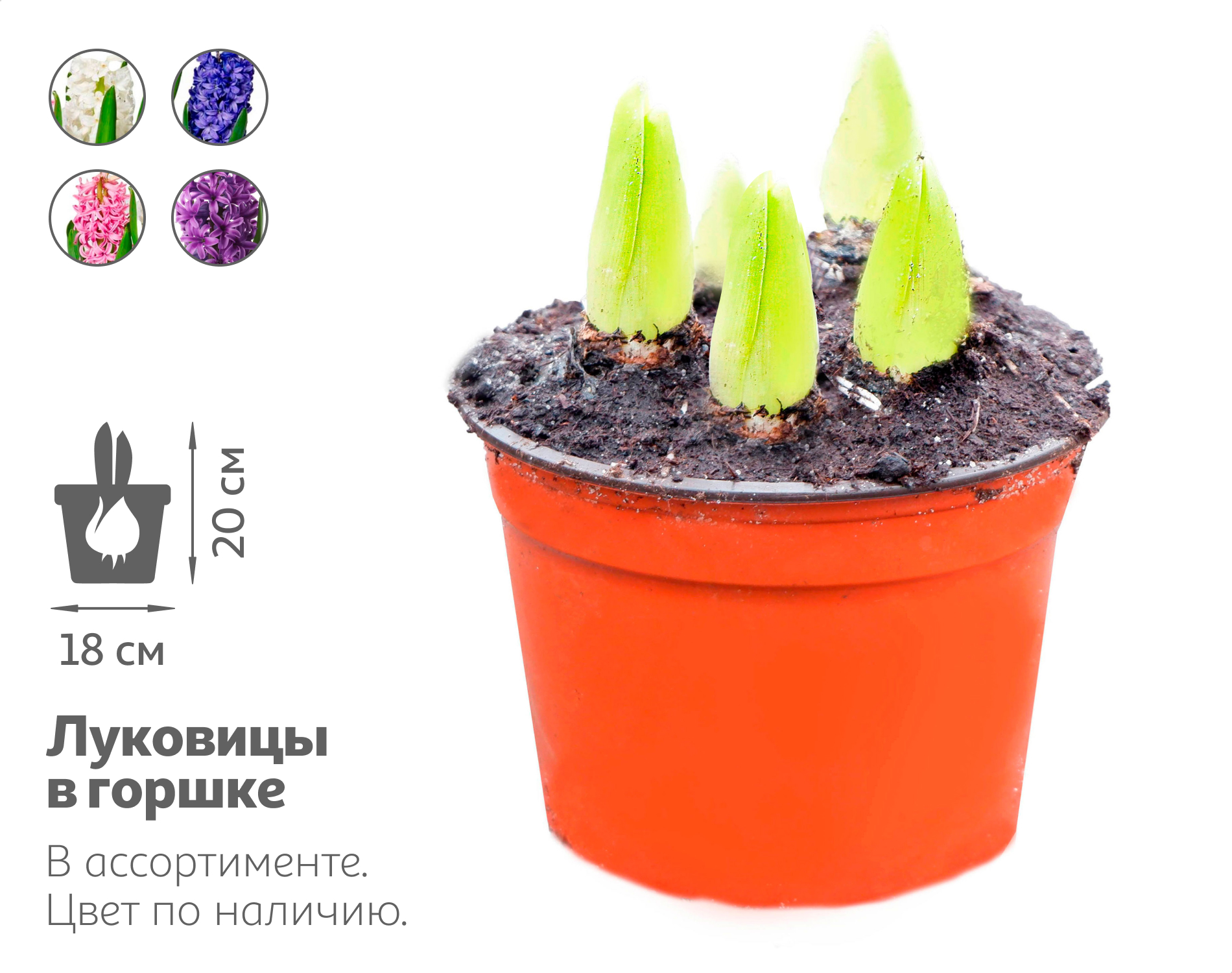 

Живое растение Гиацинт 5 луковиц в ассортименте в горшке d 18 h 20 см, 1 шт