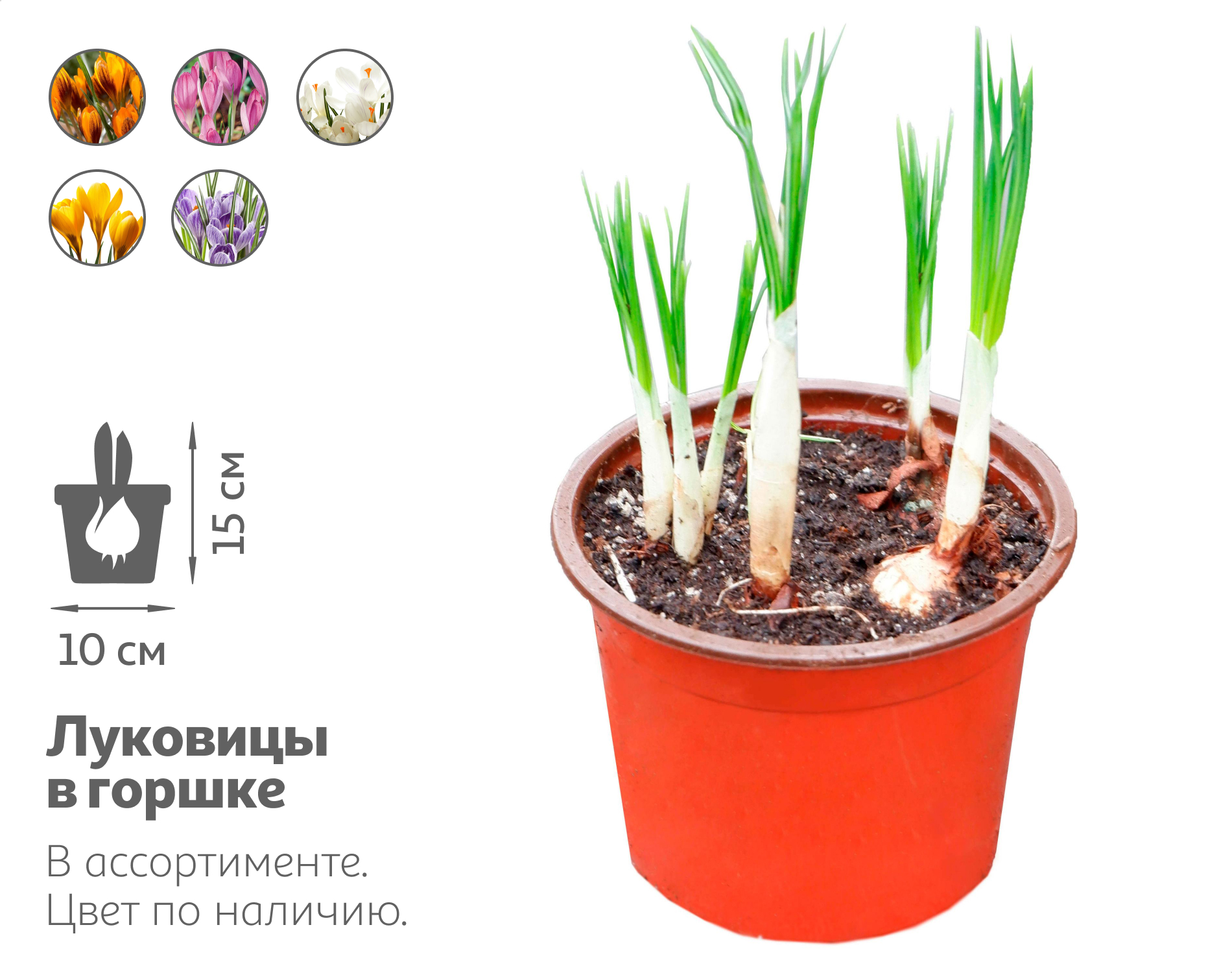 

Живое растение Крокус 5 луковиц в ассортименте в горшке d 10 h 15 см, 1 шт