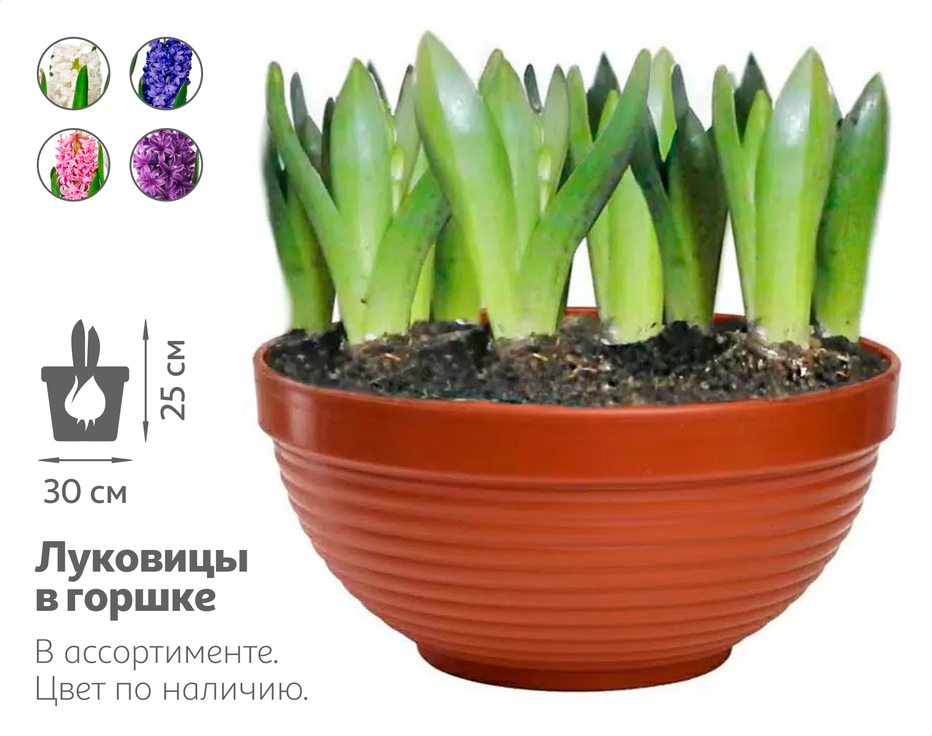 

Живое растение Гиацинт 9 луковиц в ассортименте в горшке d 30 h 25 см, 1 шт