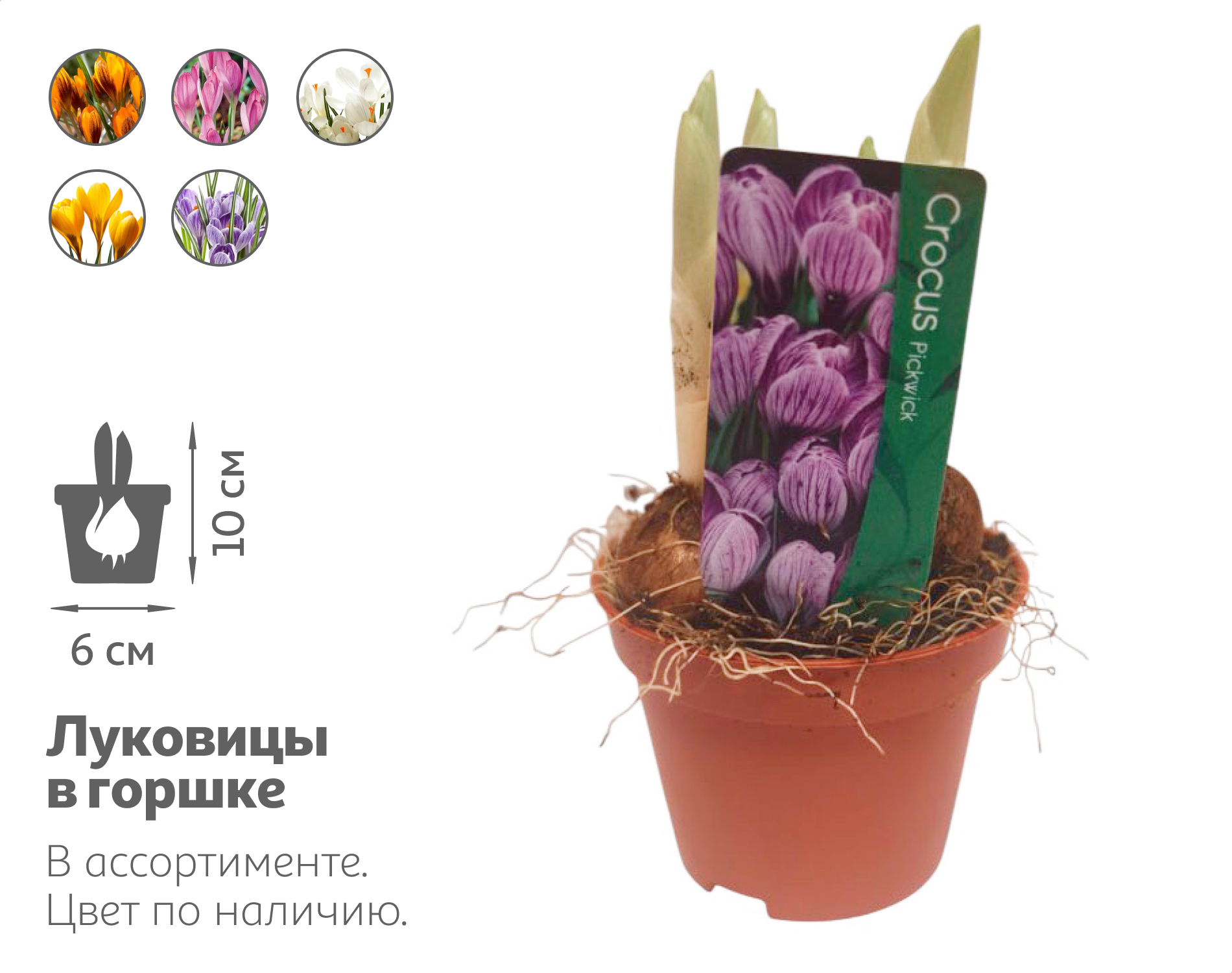 

Живое растение Крокус 3 луковицы в ассортименте в горшке d 6 h 10 см, 1 шт