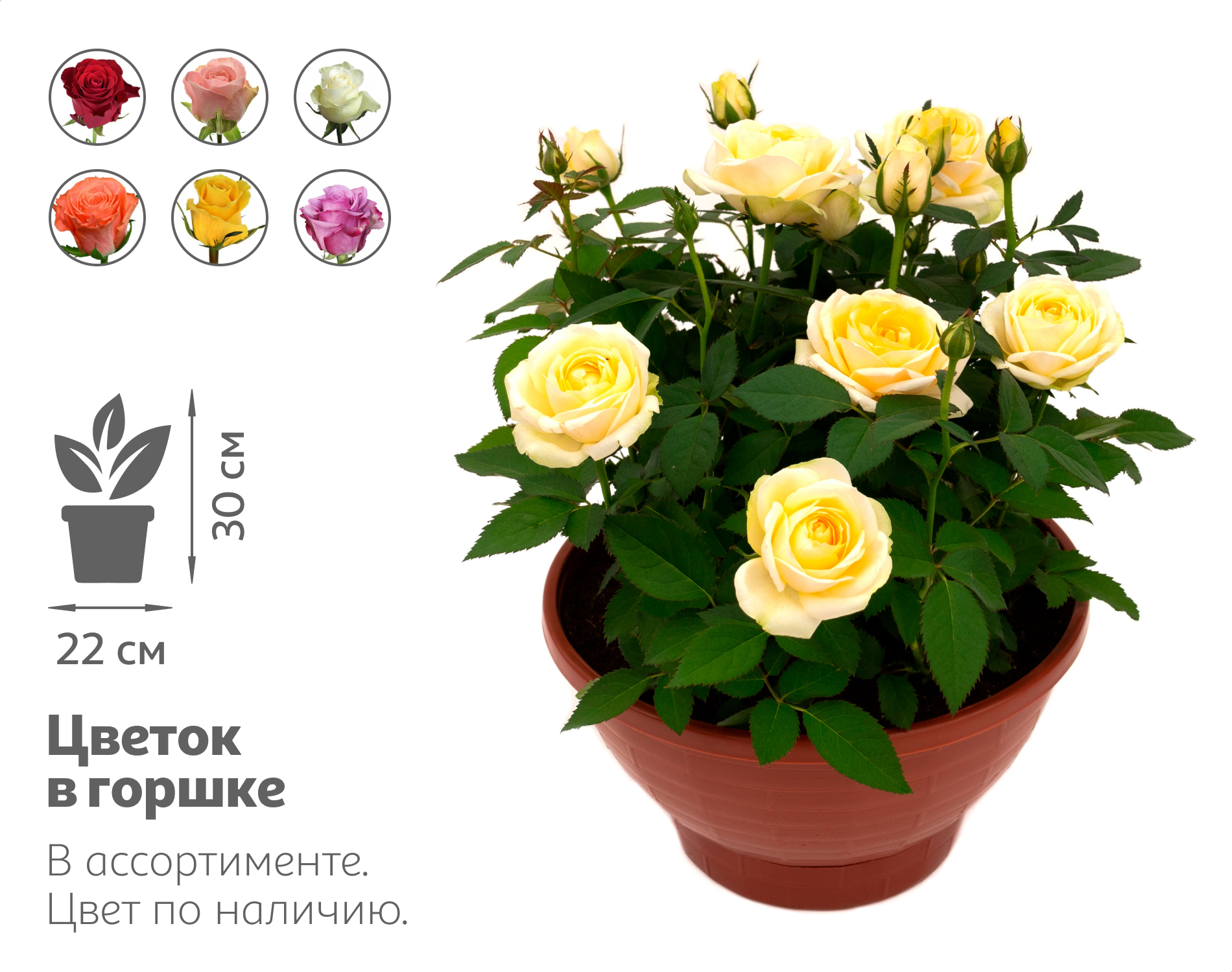 

Живое растение Роза Кордана в ассортименте в большом кашпо d 22 h 30 см, 1 шт