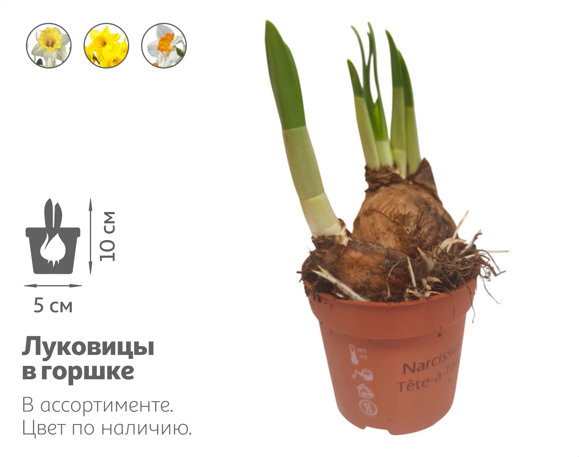 

Живое растение Нарцисс 3 луковицы в ассортименте в горшке d 5 h 10 см, 1 шт