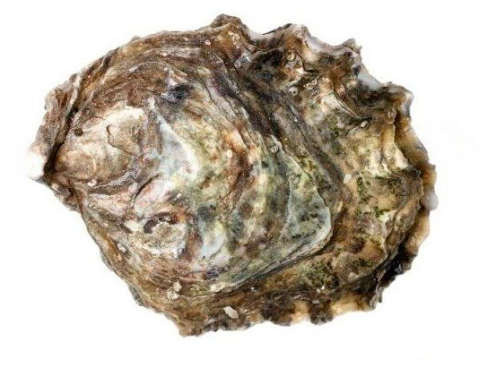 Изображение товара Устрица живая Марракеш специаль Марокко, вес