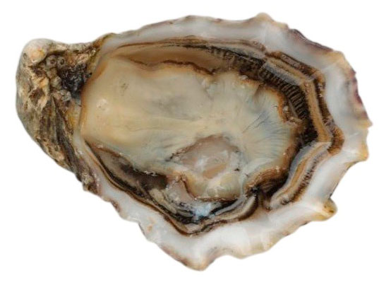 Изображение товара Устрица живая Лунная жемчужина Тунис, вес