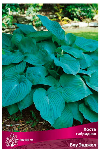 Изображение товара Хоста гибрилная «Поиск» Блу Энджел, 1 шт