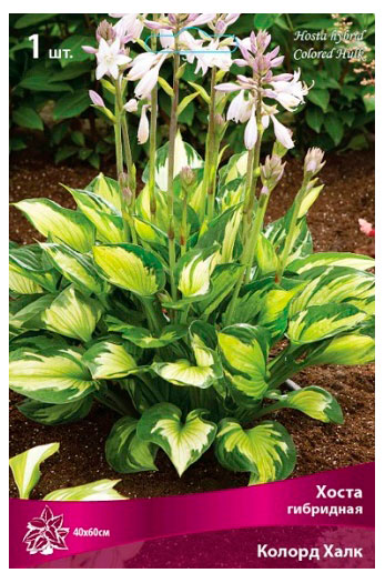 Изображение товара Хоста гибрилная «Поиск» Колорд Халк, 1 шт