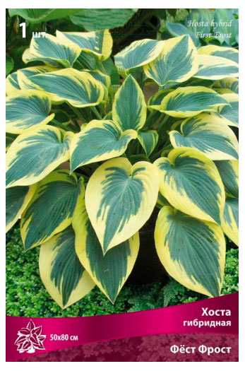 Изображение товара Хоста гибрилная «Поиск» Фест Фрост, 1 шт