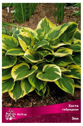 Изображение товара Хоста гибрилная «Поиск» Энн, 1 шт