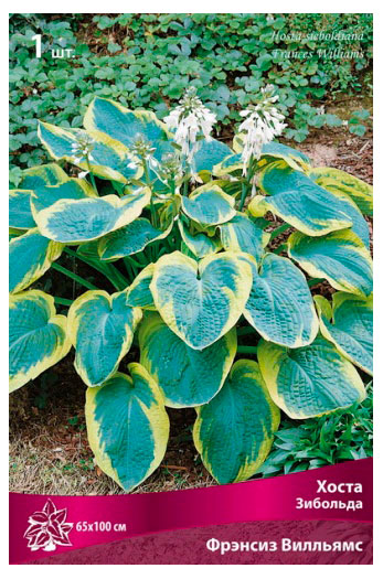 

Хоста Поиск Зибольда Фрэнсиз Вил, 1 шт