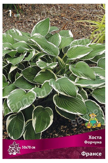 Изображение товара Хоста «Поиск» Форчуна Франсе, 1 шт