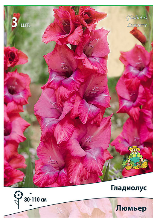 Изображение товара Луковица «Поиск» Гладиолус Люмьер, 3 шт