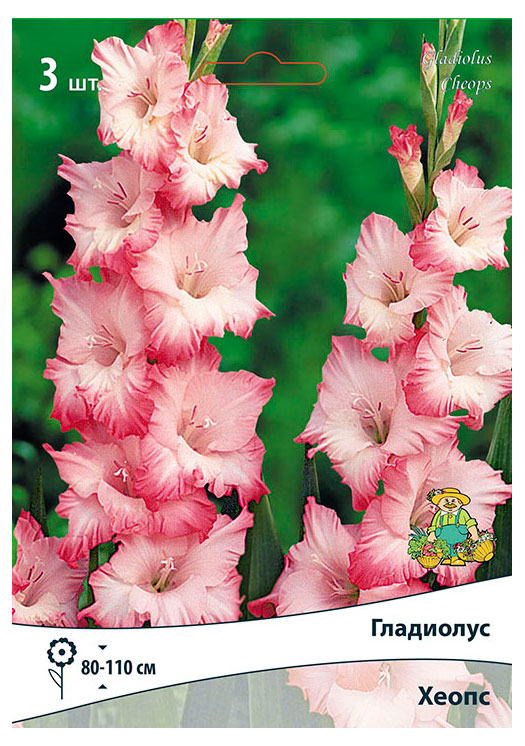 Изображение товара Луковица «Поиск» Гладиолу Хеопс, 3 шт