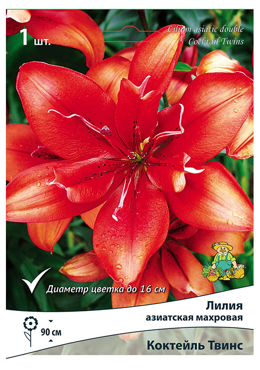 Изображение товара Лилия Махр Коктейль Твинс многолетник для открытого грунта, Россия
