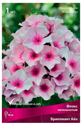 Изображение товара Флокс Метельчатый Бриллиант Айз — яркий цветок для сада, неприхотливый многолетник