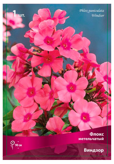 

Флокс Поиск Метельчатый Виндзор, 1 шт