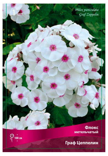 Изображение товара Флокс «Поиск» Метельчатый Граф Цеппелин, 1 шт