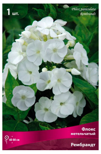 Изображение товара Флокс Рембрандт Многолетник Для открытого грунта with белоснежной цветовой гаммой и ароматом