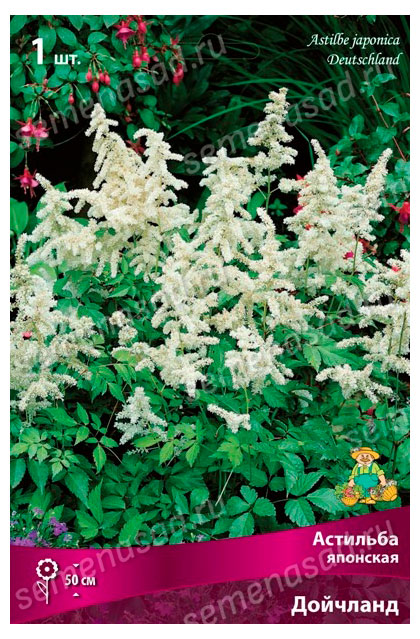 Изображение товара Астильба японская «Поиск» Дойчланд, 1 шт
