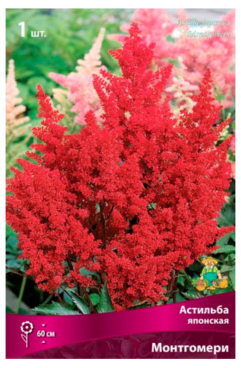 Изображение товара Астильба японская «Поиск» Монтгомери, 1 шт