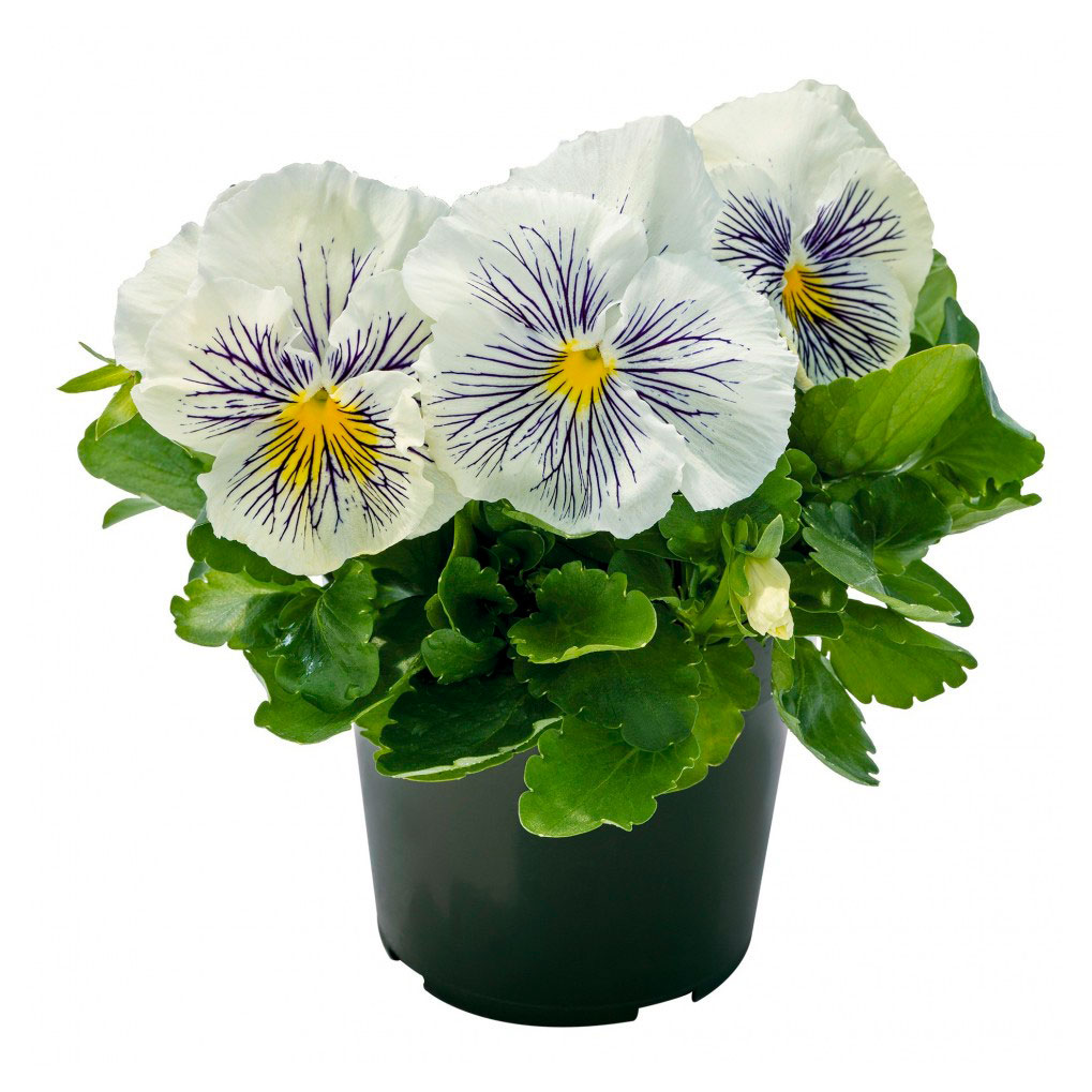 Изображение товара Рассада Виола Биколор в горшке D15 - однолетнее цветущее растение