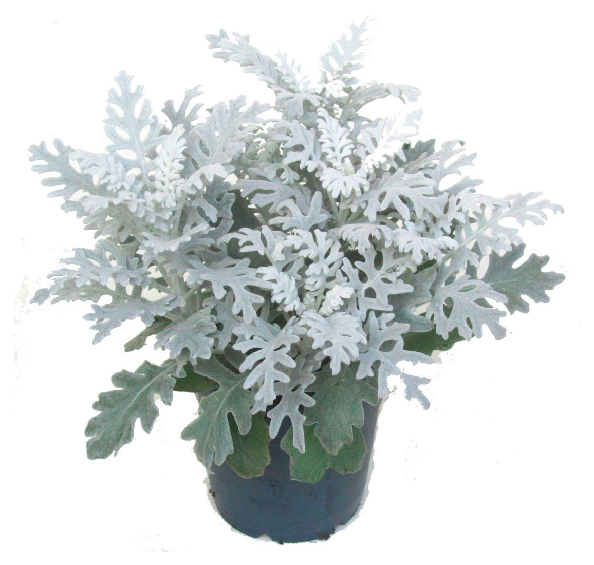 Изображение товара Рассада цветов Цинерария Приморская в ассортименте в горшке d 15 h 25 см, 1 шт