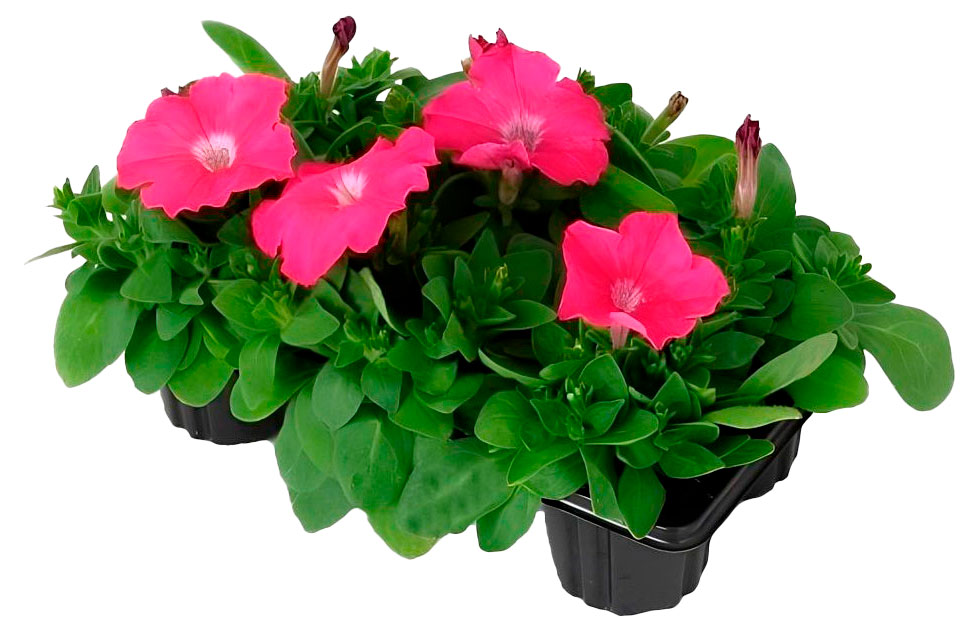 Изображение товара Рассада цветов Петуния микс в ассортименте в кассете, 6 шт