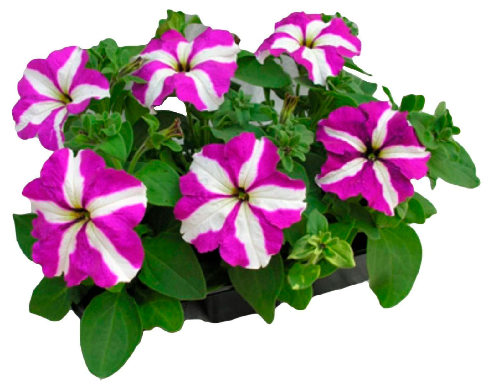 

Рассада цветов Петуния Биколор в ассортименте в кассете, 6 шт