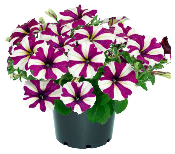 Изображение товара Рассада цветов Петуния двухцветная в ассортименте в горшке d 15 h 25 см, 1 шт