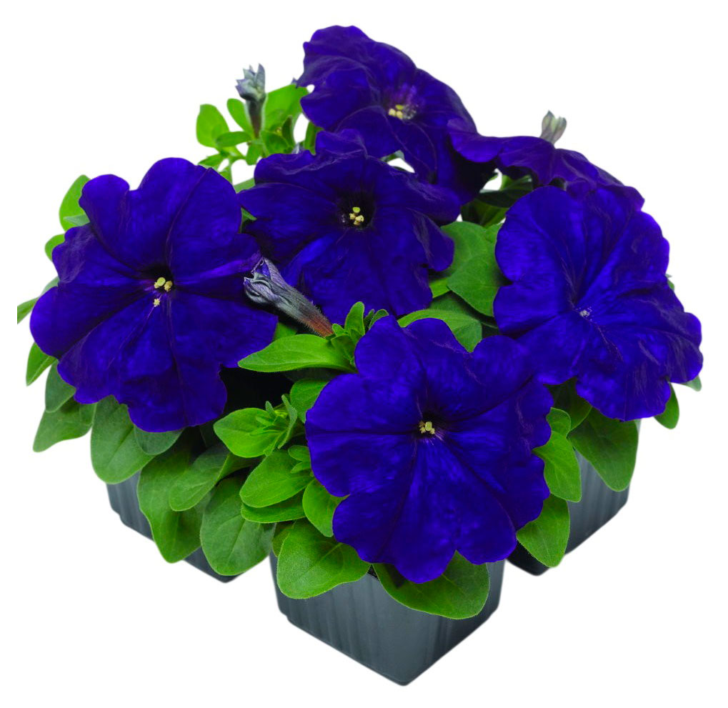 Изображение товара Рассада цветов Калужский Цветочный Холдинг Петуния синего оттенка, 4 шт