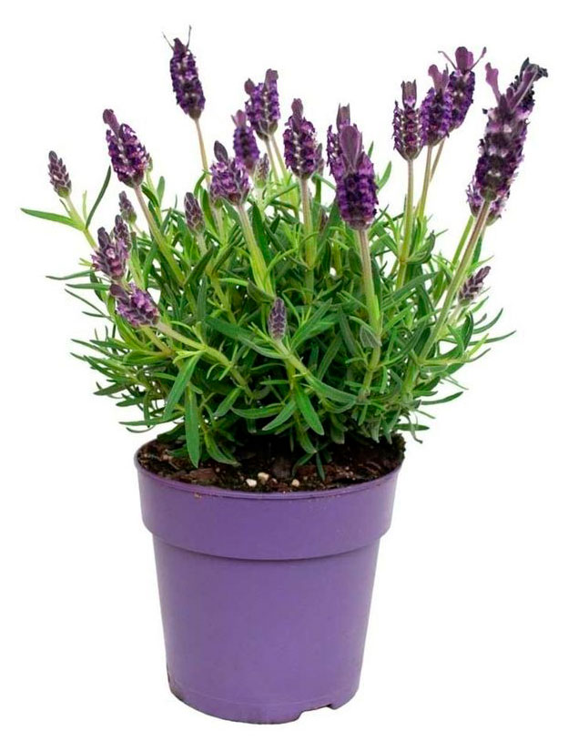 Изображение товара Рассада цветов Лаванда в ассортименте в горшке d 15 h 25 см, 1 шт