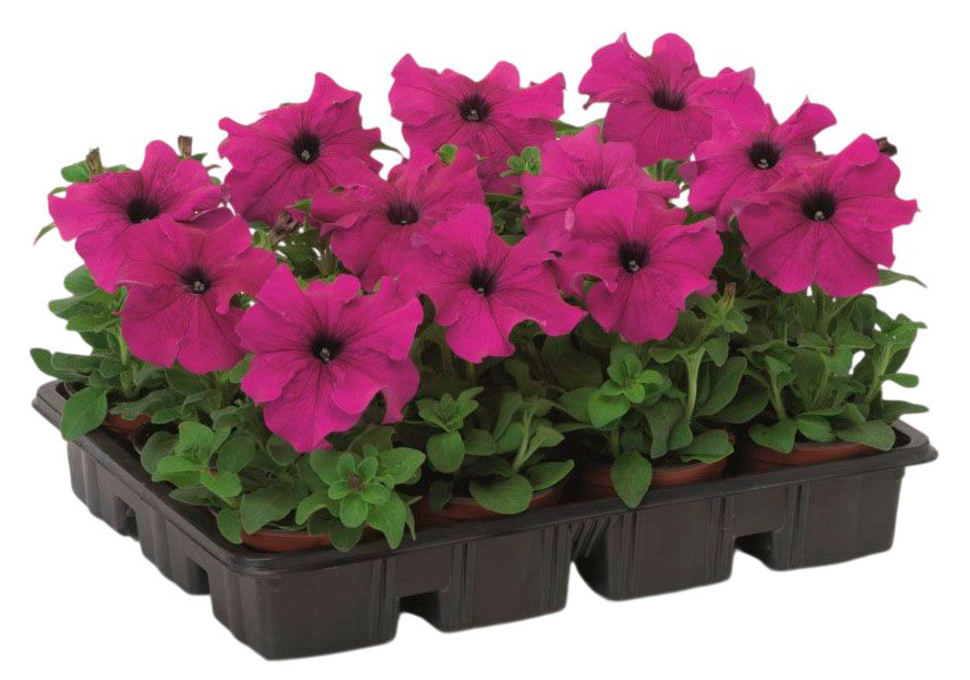 Изображение товара Рассада цветов Петуния сиреневые тона в ассортименте в горшке d 15 h 25 см, 1 шт
