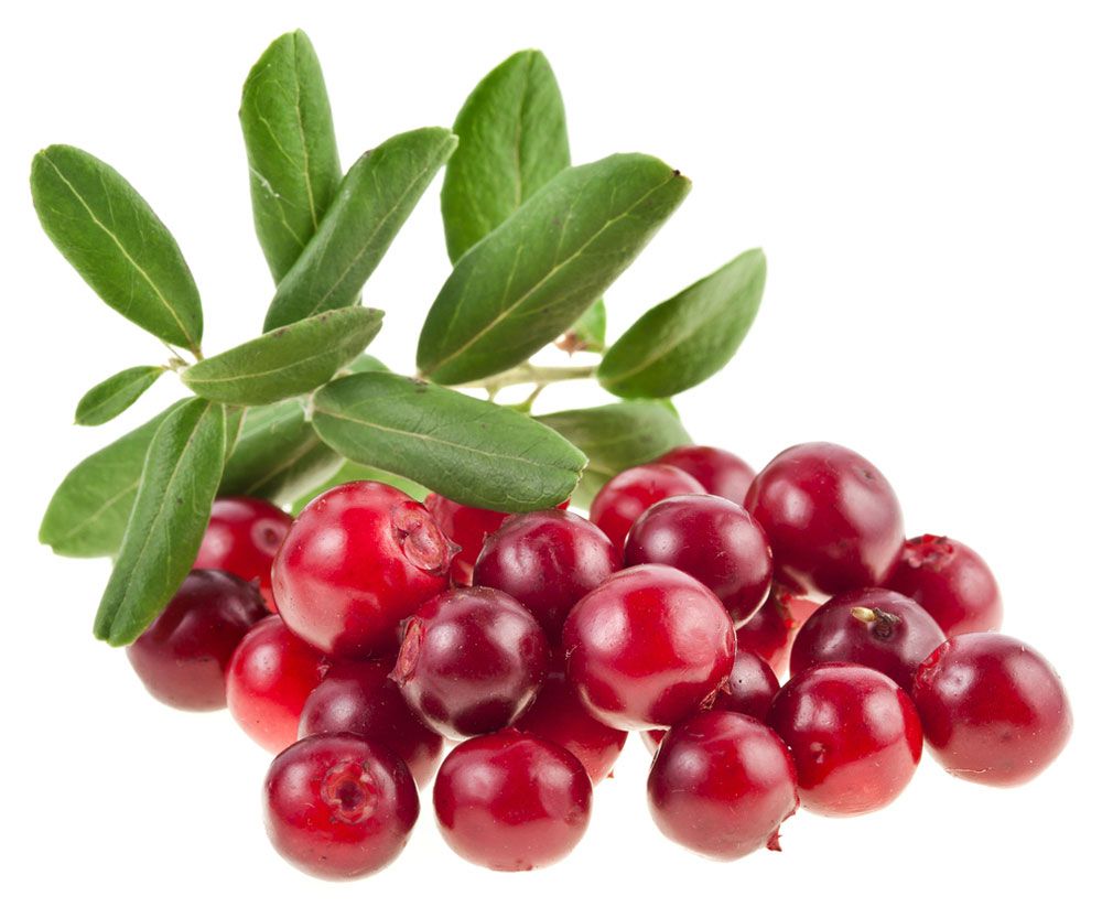 Изображение товара Свежая брусника 450 г в контейнере - натуральный продукт для использования в домашних условиях