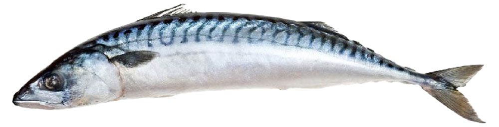 

Скумбрия замороженная 300/500, вес