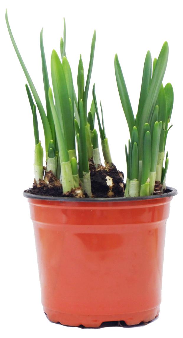 

Нарцисс 5 луковиц, d 12 h 35 см