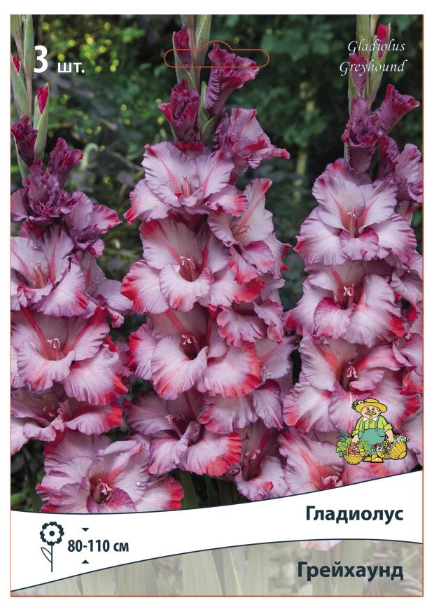 

Луковицы Поиск Гладиолус Грейхаунд, 3 шт