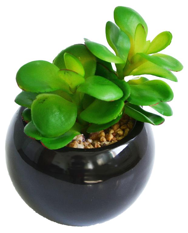 

Суккулент Green Belt Толстянка 16-0103