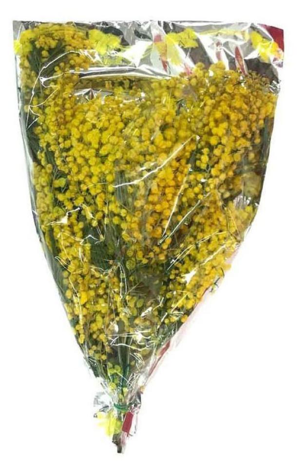 

Мимоза Флобас h 35 см, 80 г