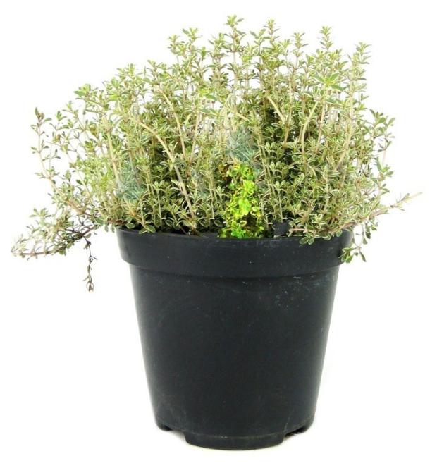 

Тимьян ЕТК, P9