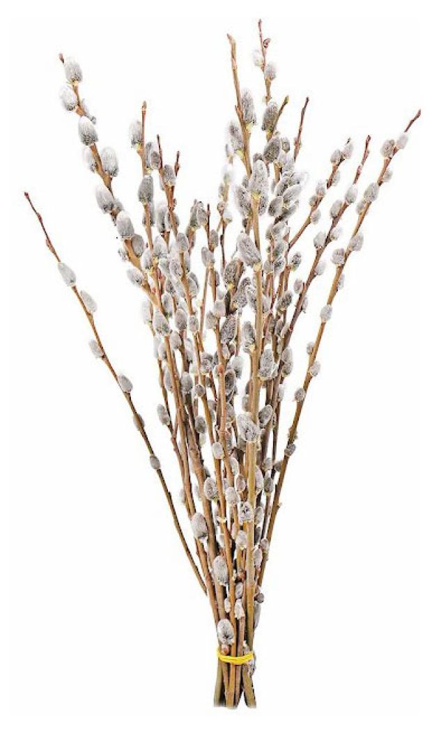 Пучок из веток вербы Флобас