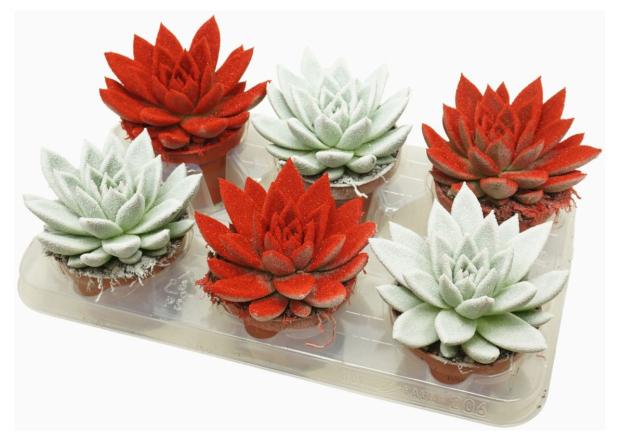 

Эхеверия в глиттере в новогоднем поткавере , d 9 h 18 см