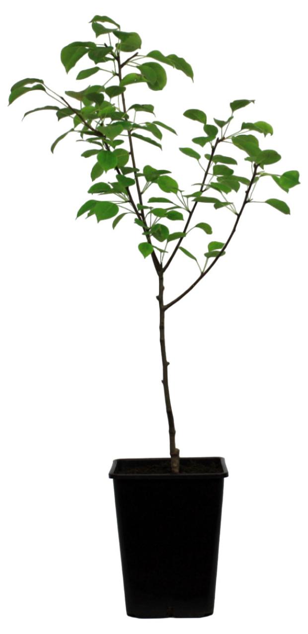 

Груша Nali Чижовская, 1,5 м