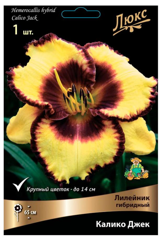 

Луковицы Поиск Лилейник гибридный Калико Джек, 1 шт