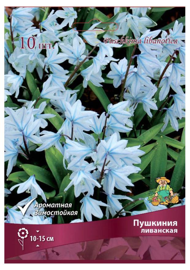 

Пушкиния ливанская Поиск, 10 шт