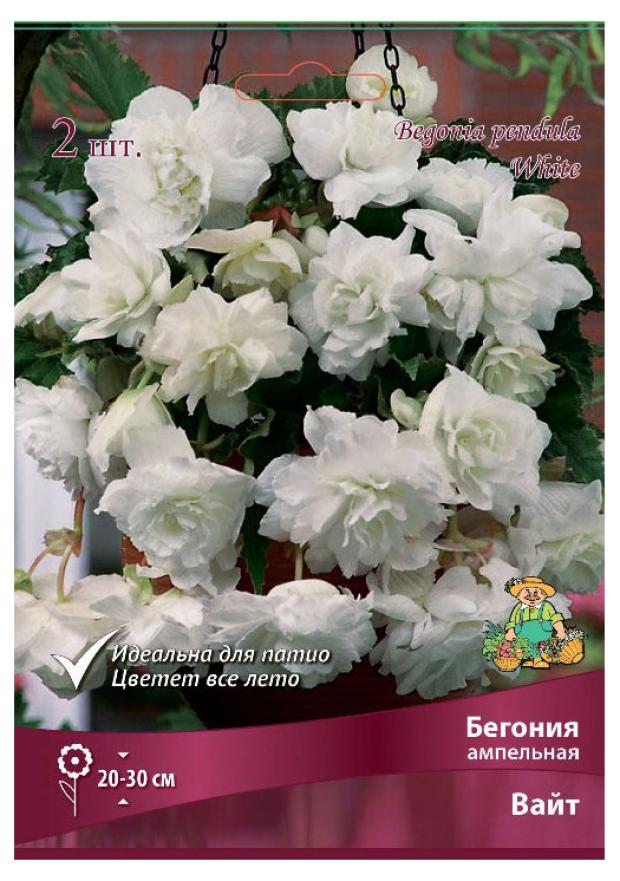 

Луковичные цветы Поиск, 2 шт